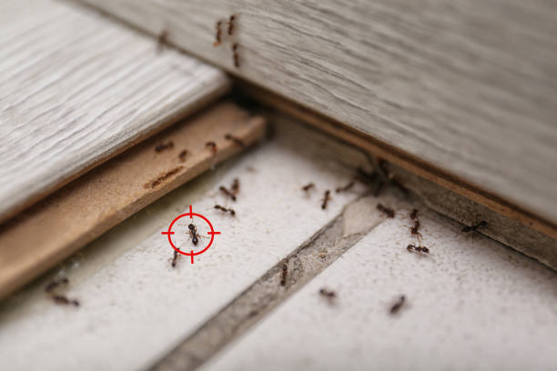 Best Pest Control Near Me in Noble, OK